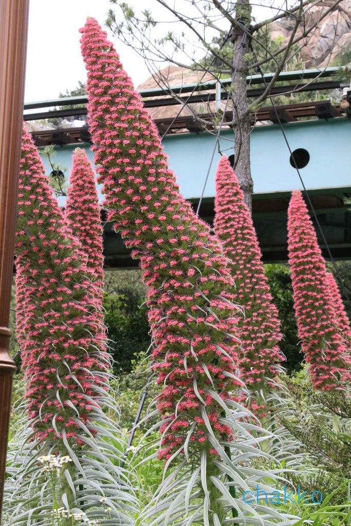 ミッキーマウスツリーを探して Chakkoのtdrに行ったよ