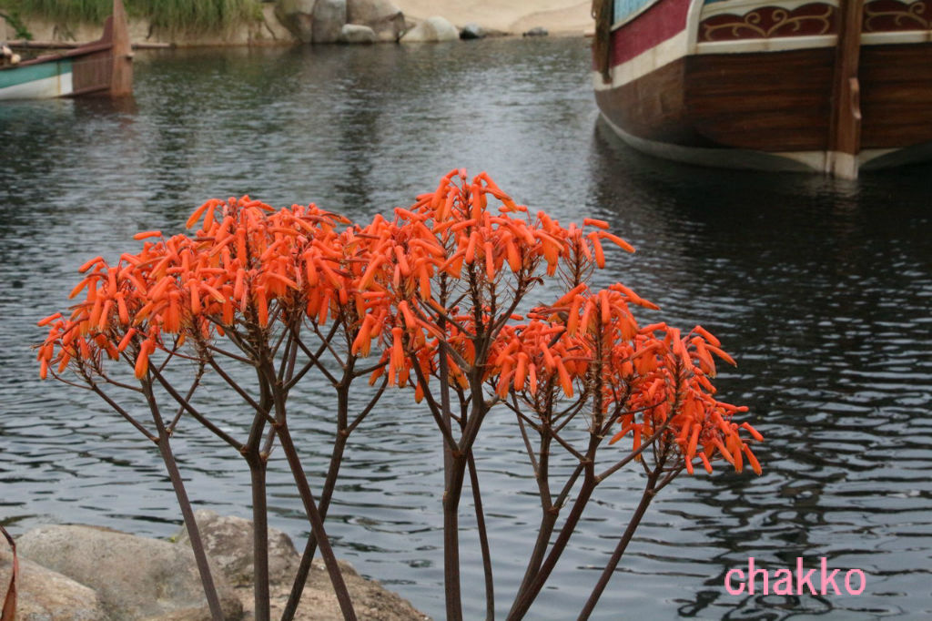 ミッキーマウスツリーを探して Chakkoのtdrに行ったよ