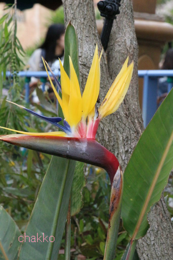 ミッキーマウスツリーを探して Chakkoのtdrに行ったよ