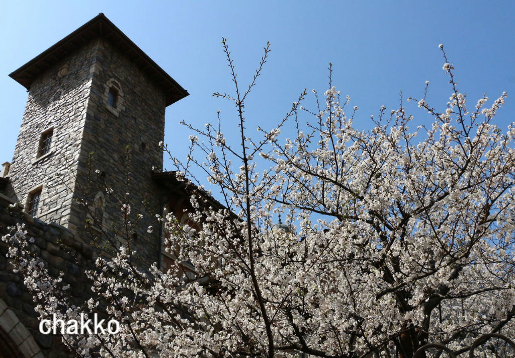 ディズニーシーの満開の桜でお花見したよ Chakkoのtdrに行ったよ