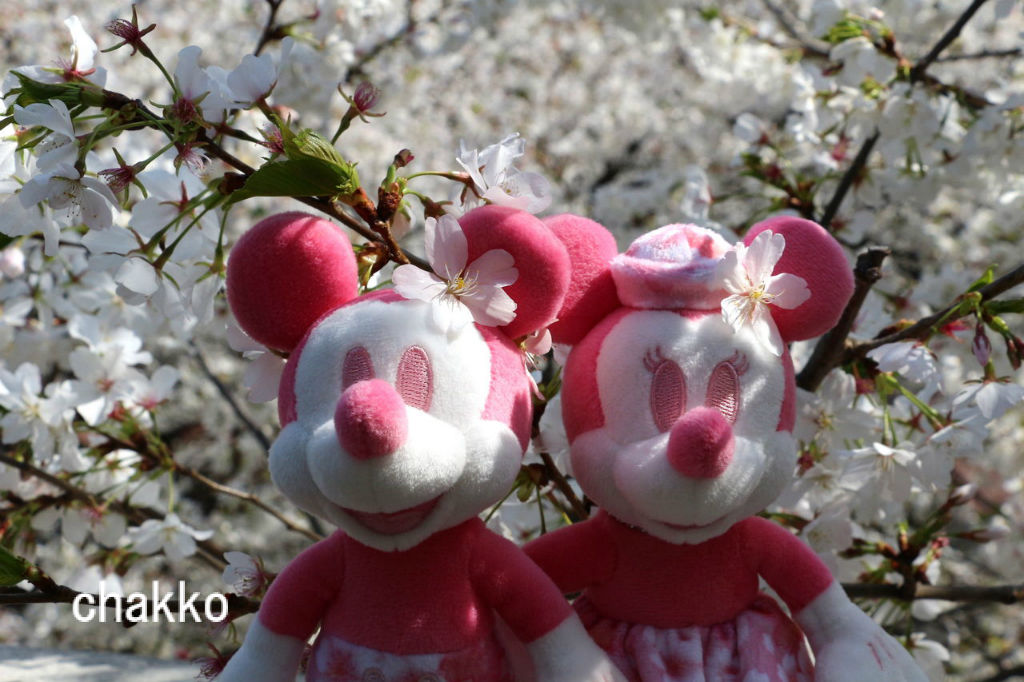 ディズニーシーの満開の桜でお花見したよ Chakkoのtdrに行ったよ