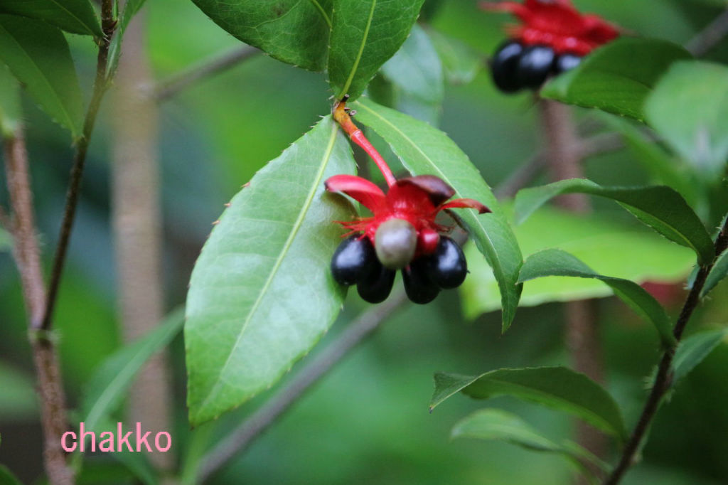 ミッキーマウスツリーを探して Chakkoのtdrに行ったよ