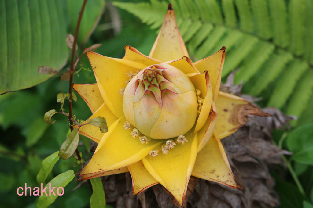 ミッキーマウスツリーを探して Chakkoのtdrに行ったよ