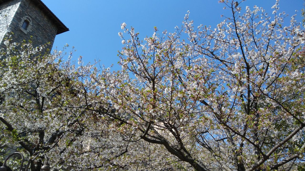 ディズニーシーに来ています Chakkoのtdrに行ったよ