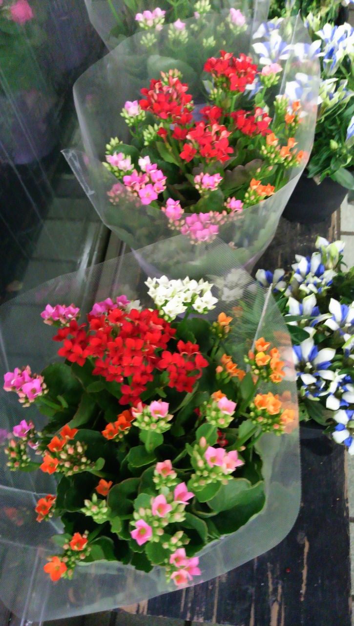 市川 花屋 花くめ 鉢物もあります 茶くめ日和