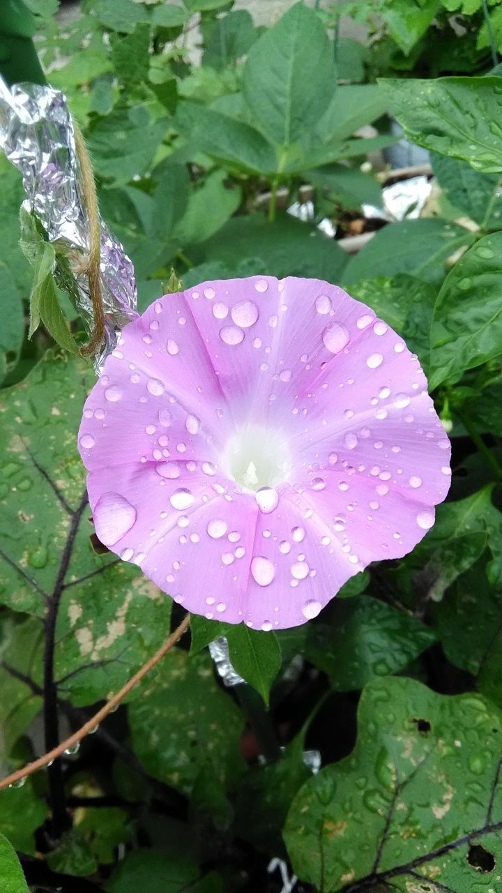 7月16日 朝顔