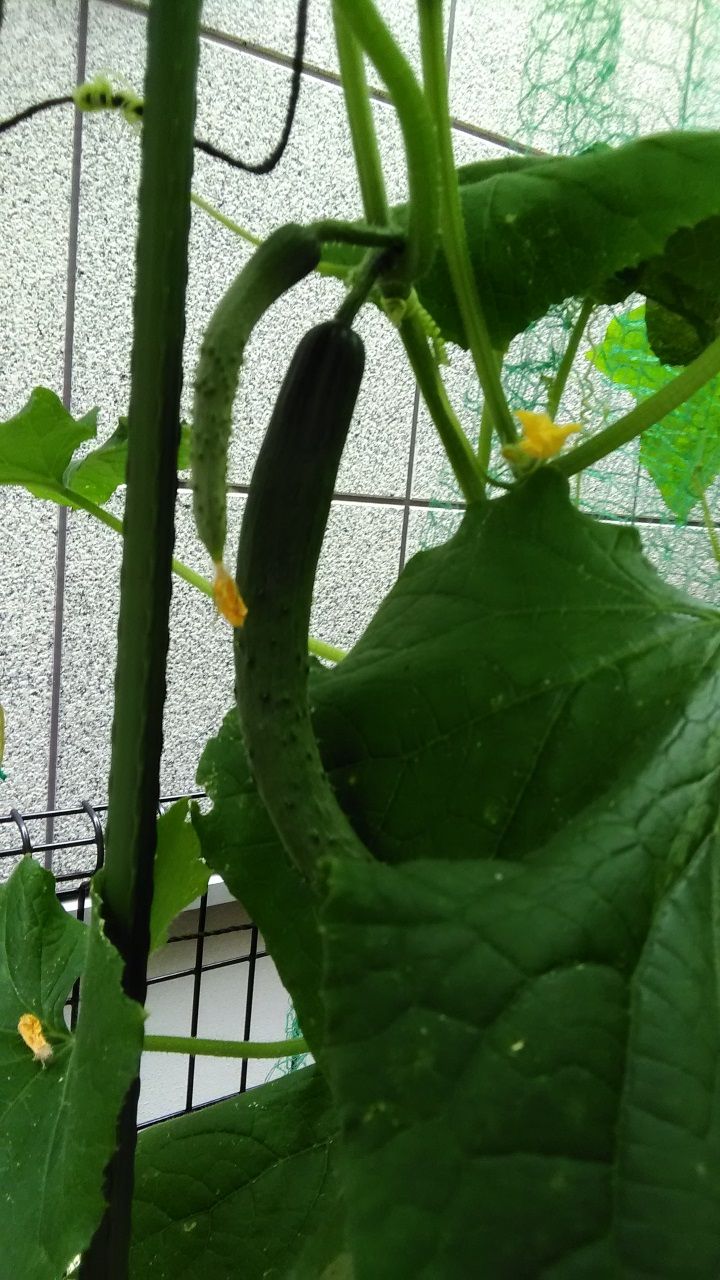 7月12日 キュウリ