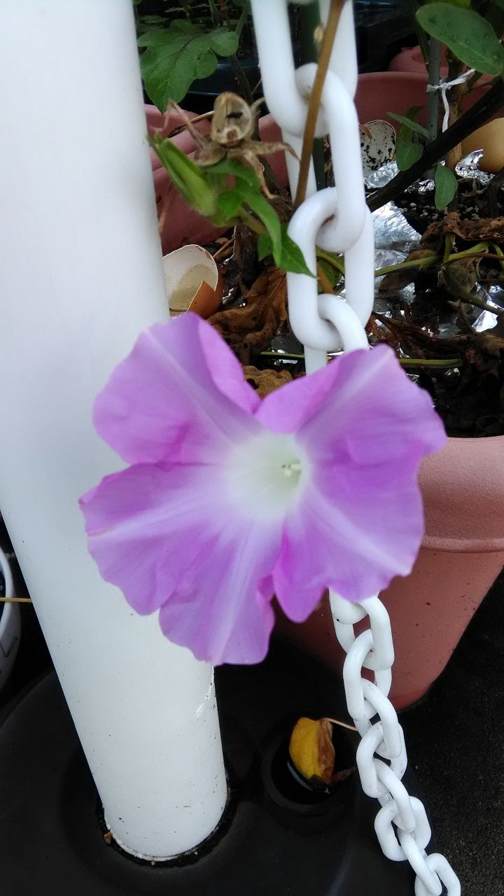 8月24日 朝顔
