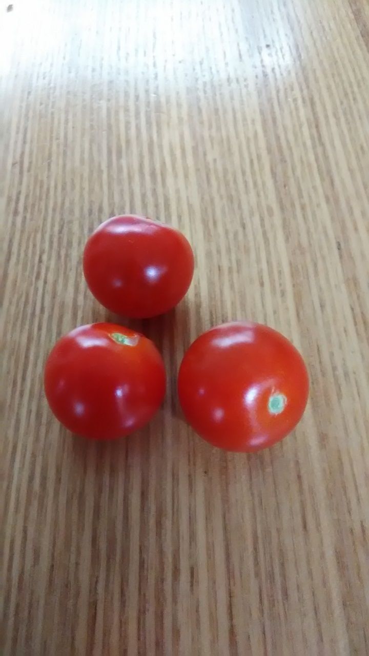 7月11日 トマト