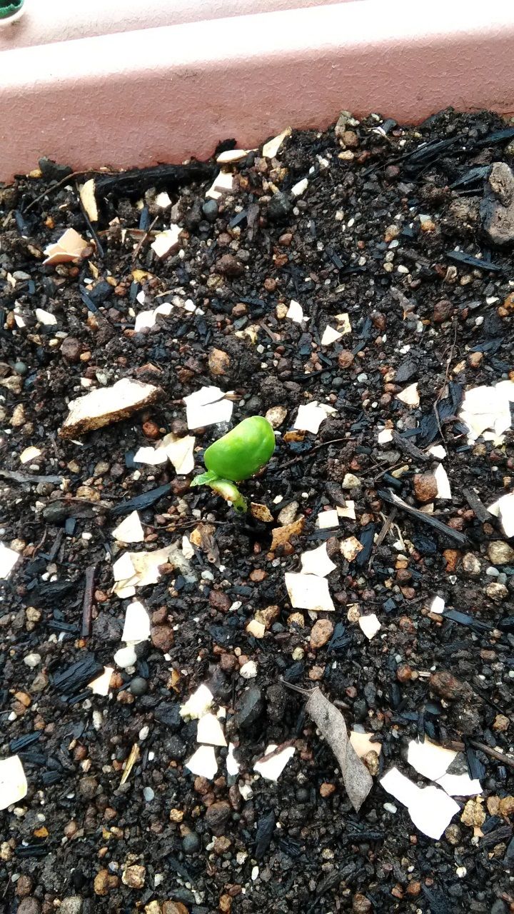 5月25日の枝豆