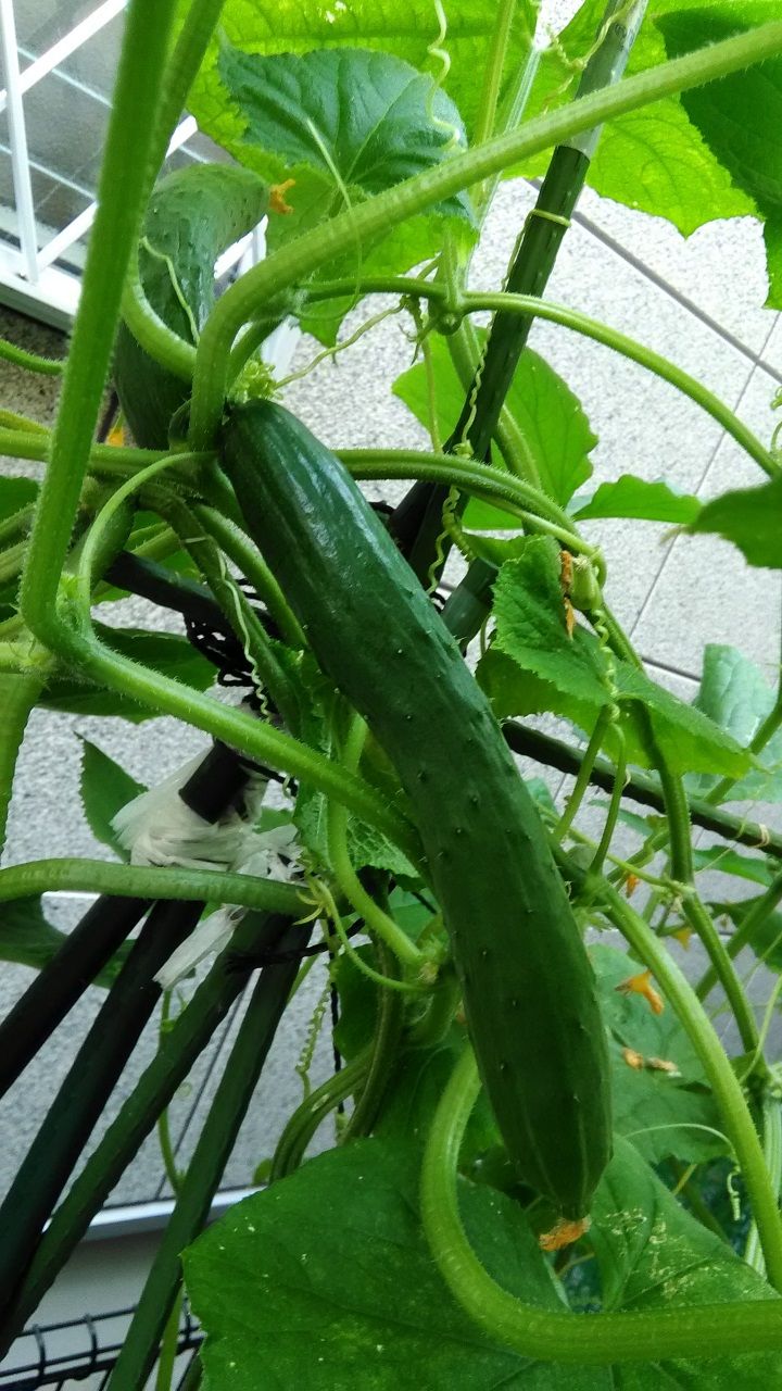 7月29日 きゅうり