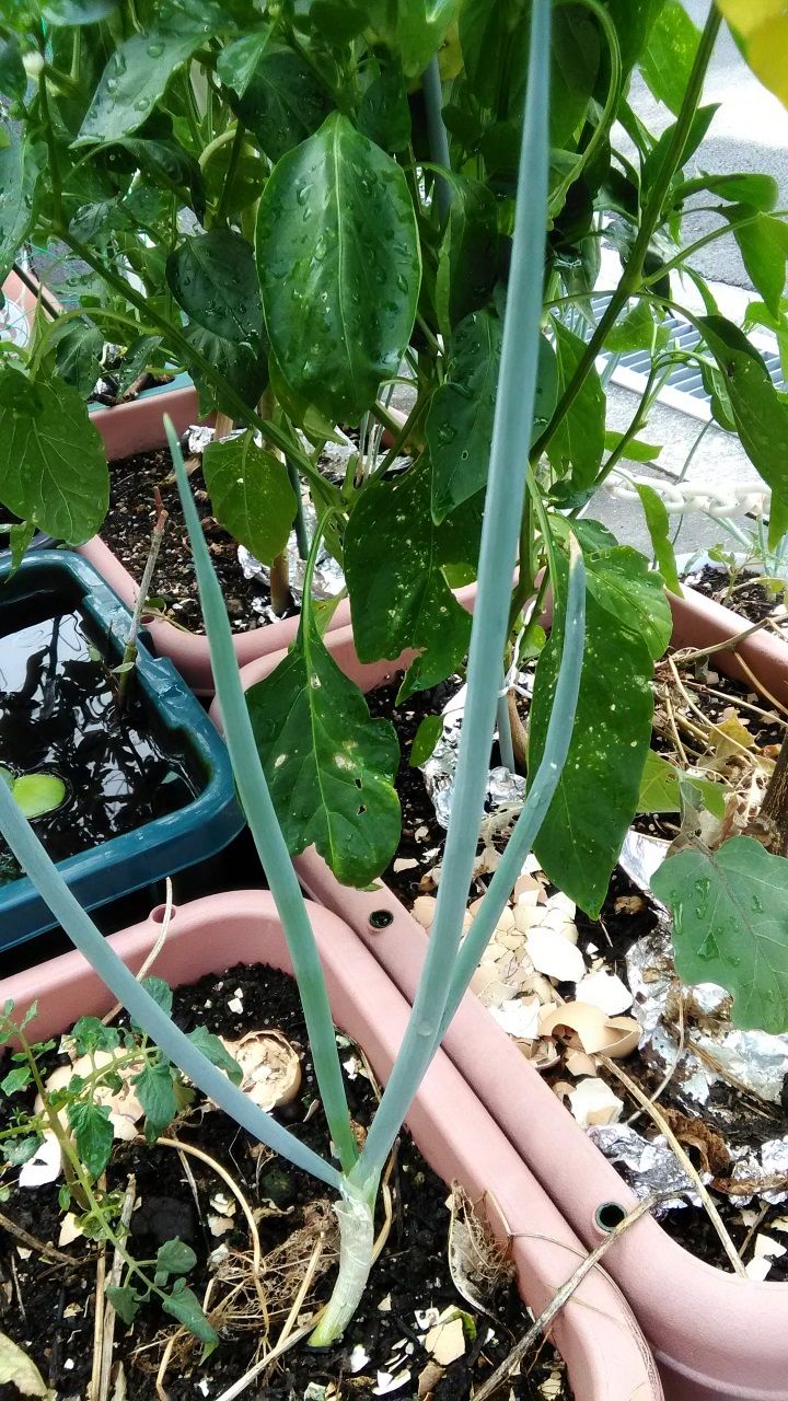 8月5日 ネギ