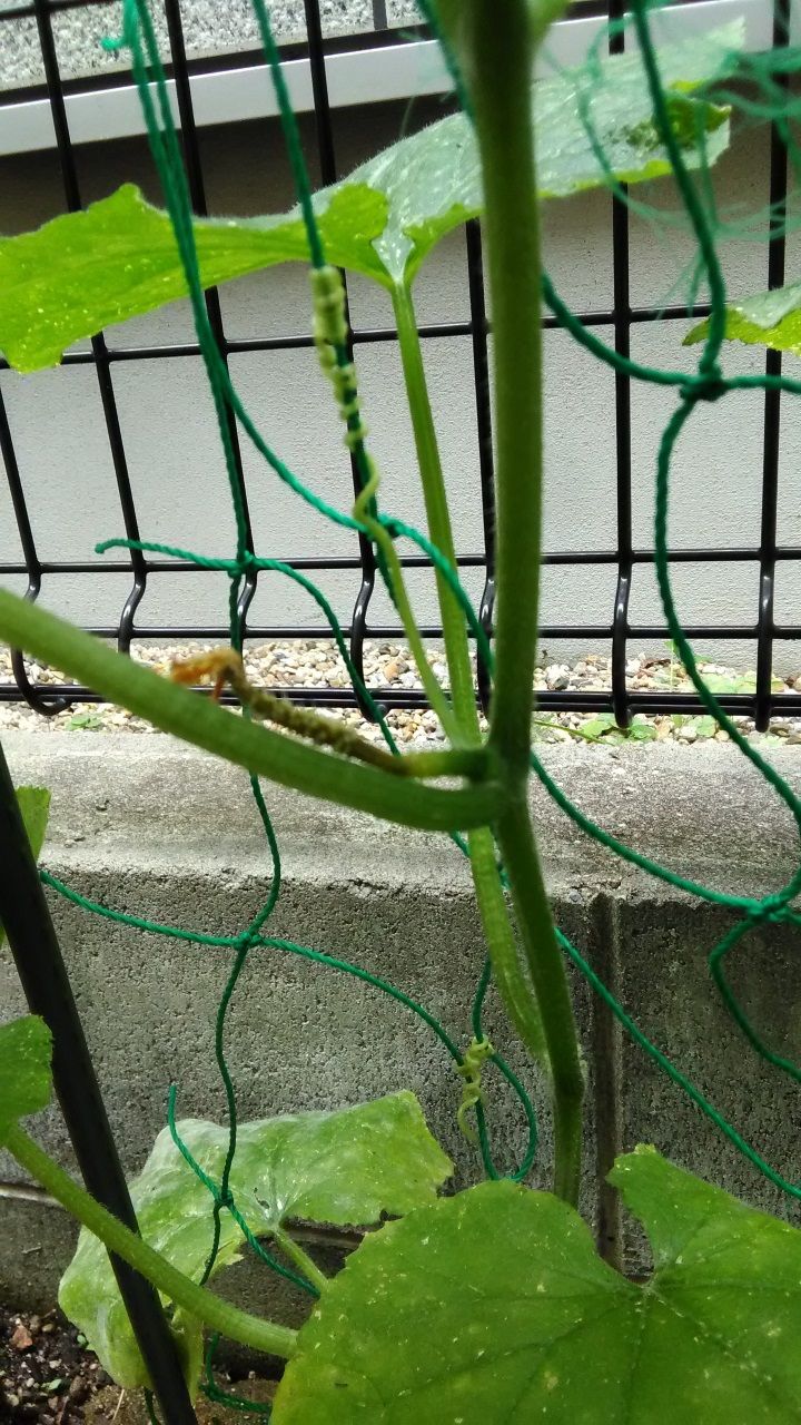 7月3日 きゅうり