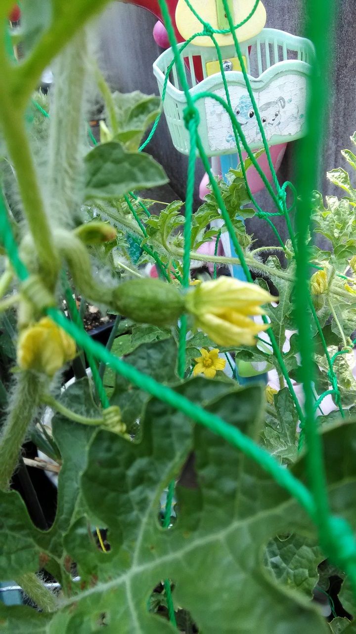 6月23日 スイカ