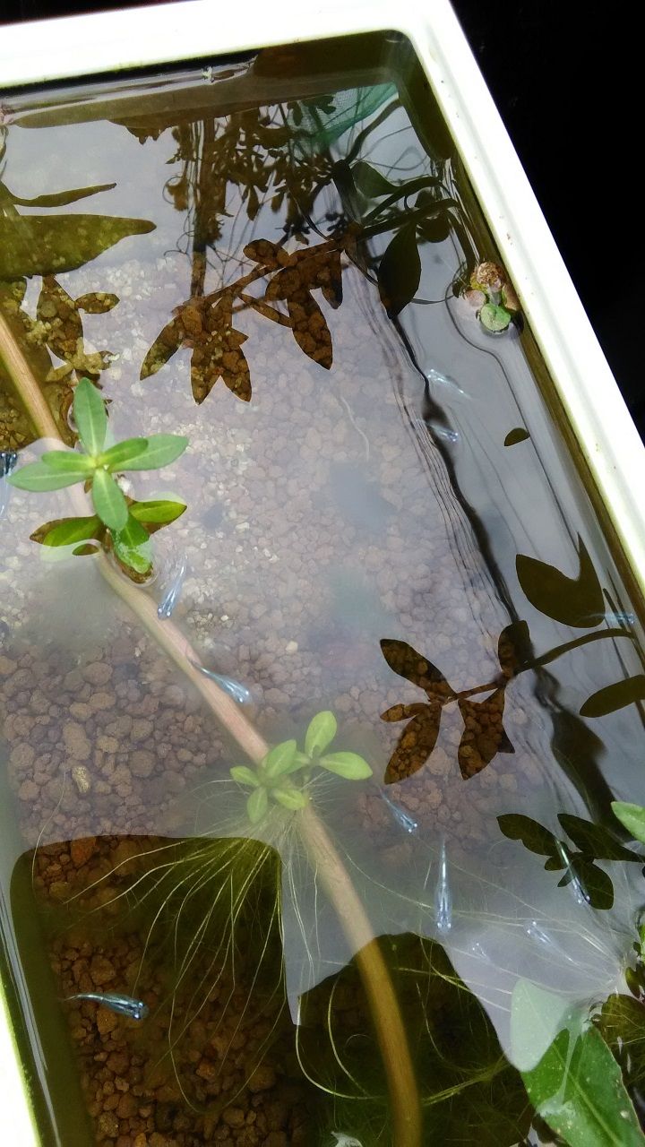 7月3日 メダカ
