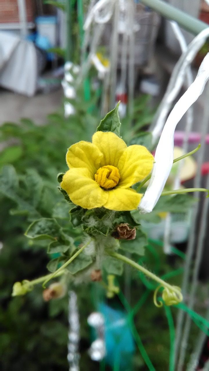 7月13日 スイカ