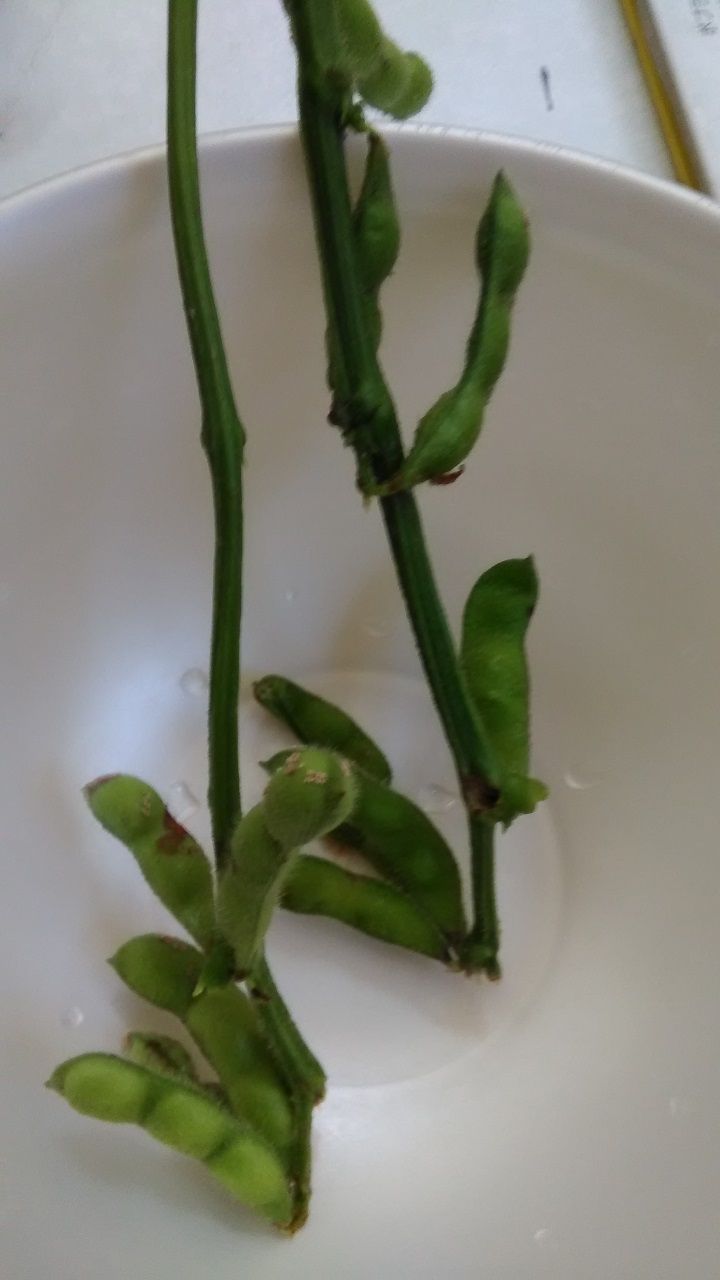 8月13日 枝豆
