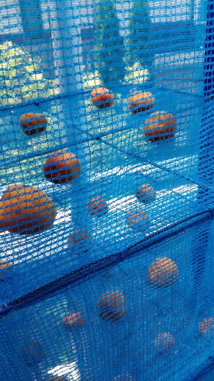 梅干しを干す