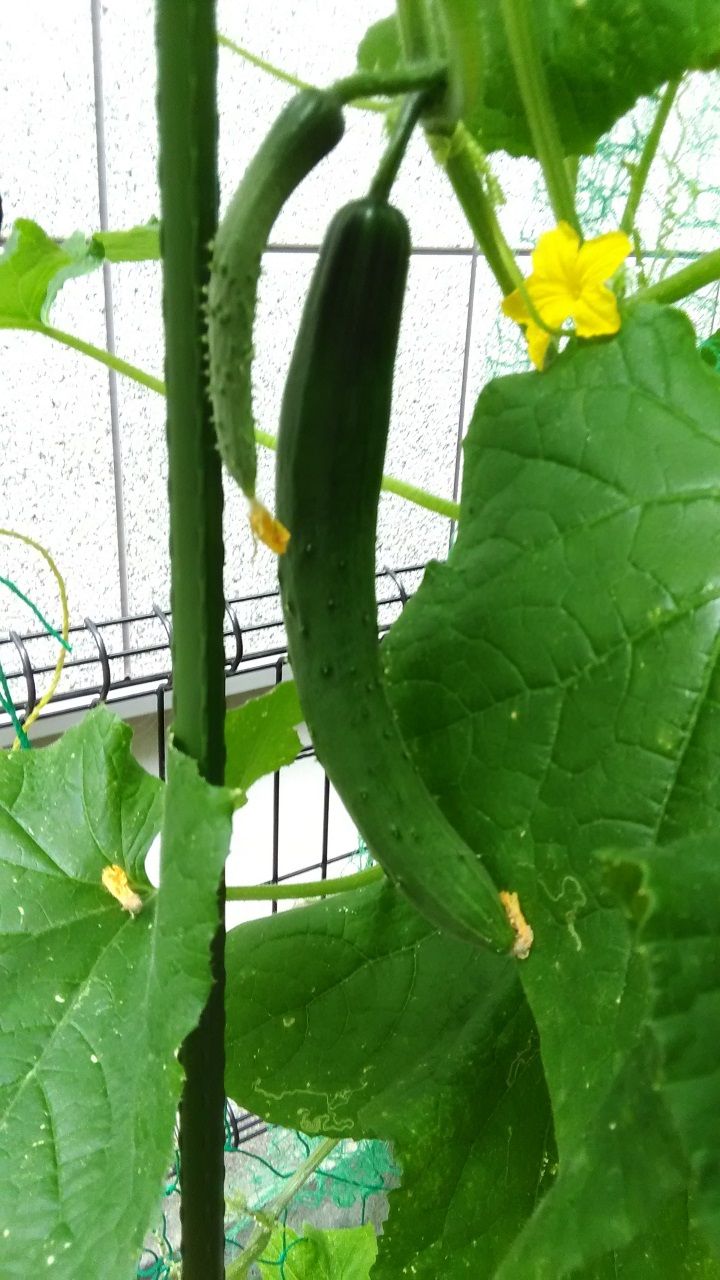 7月13日 きゅうり