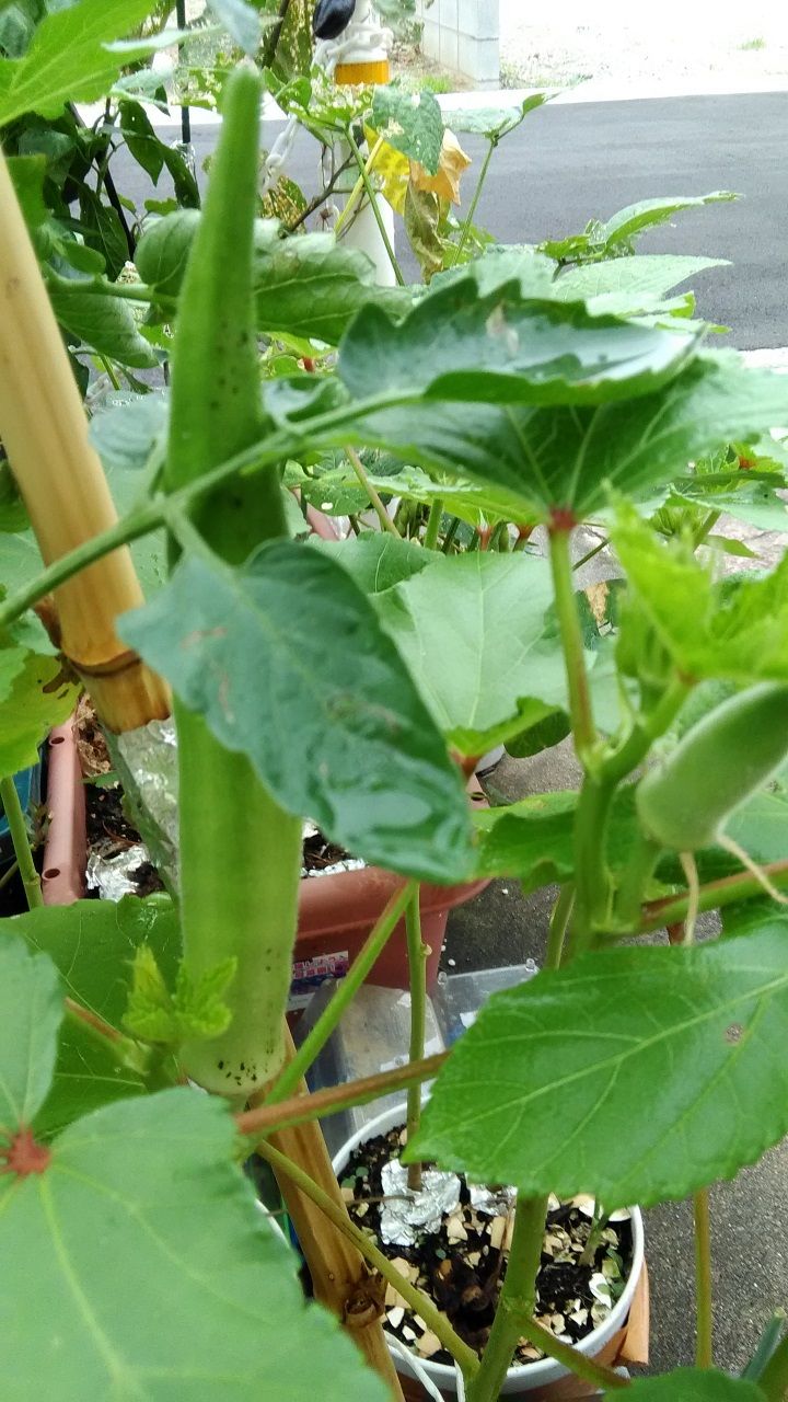 8月11日 オクラ
