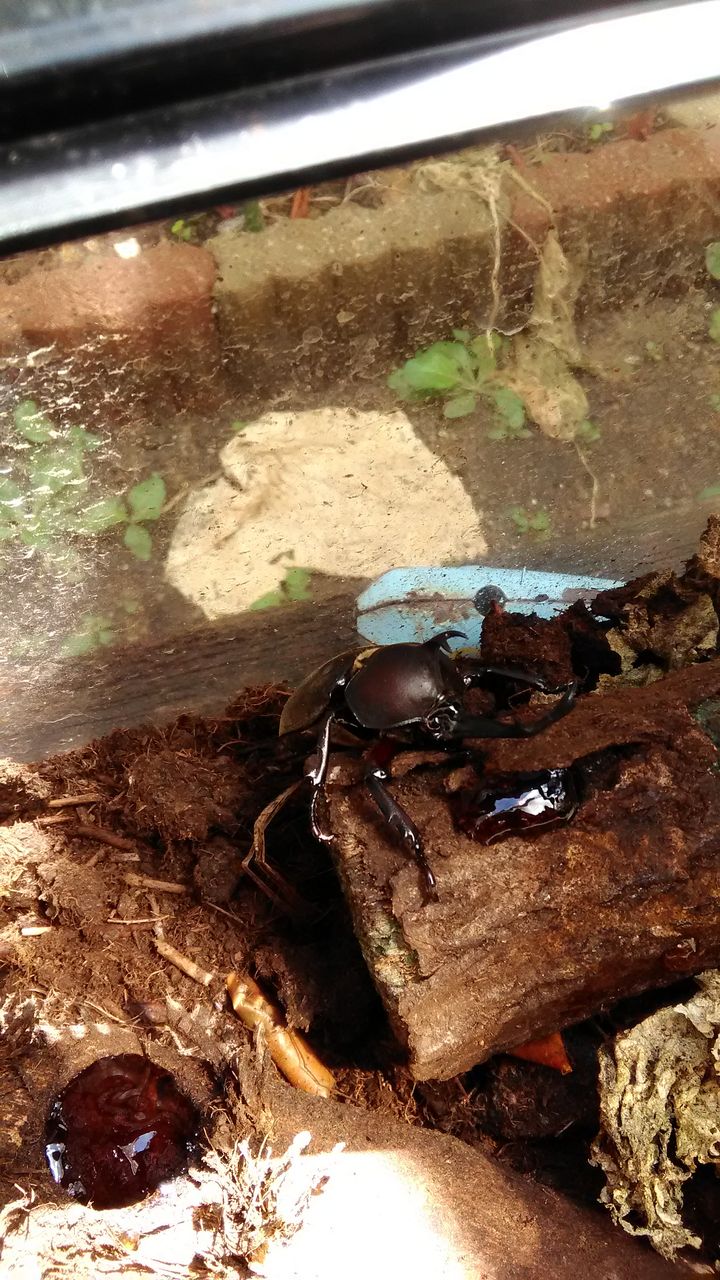 9月8日 カブトムシ