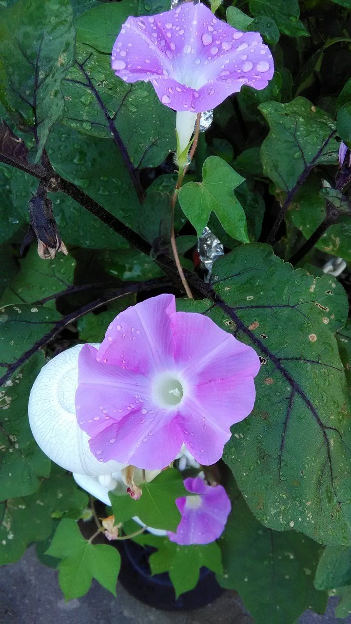 7月15日 朝顔
