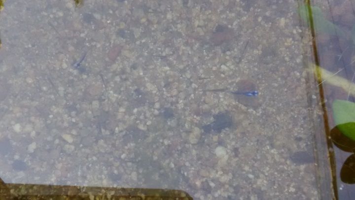 メダカ見えるかな(沢山いるんだけど!)