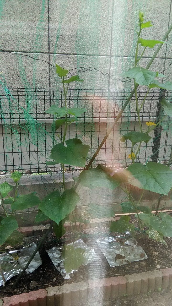 6月16日 きゅうり