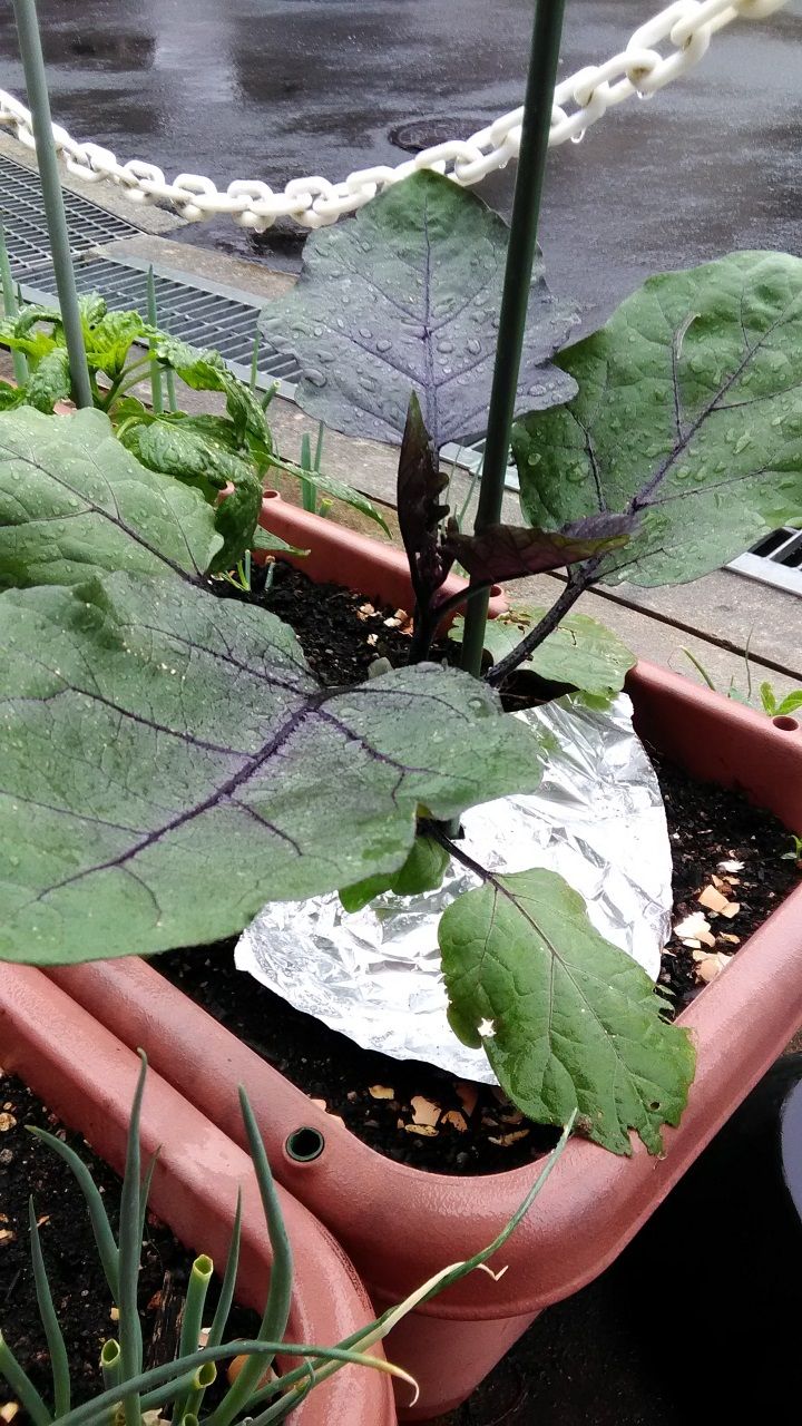 6月7日 茄子