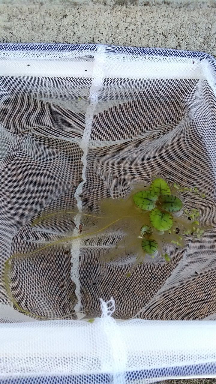 メダカの卵
