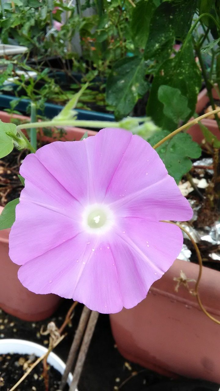 9月11日 朝顔