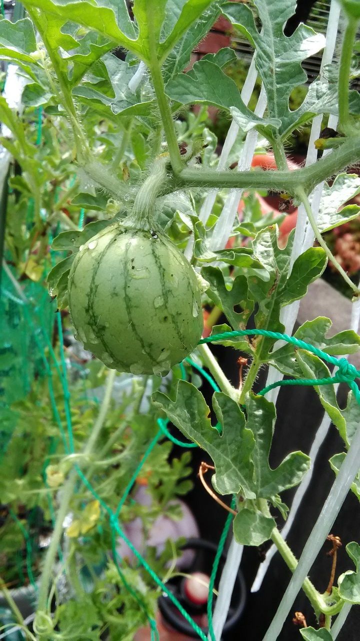 8月18日 スイカ