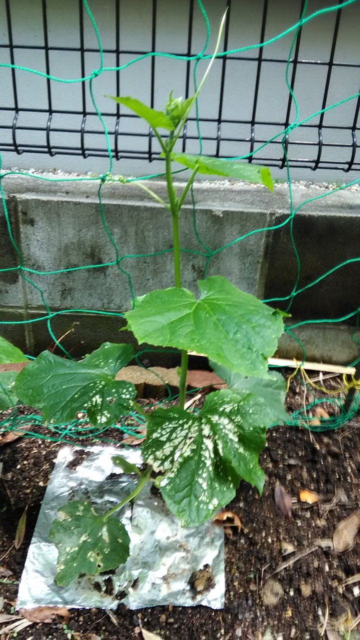 きゅうり