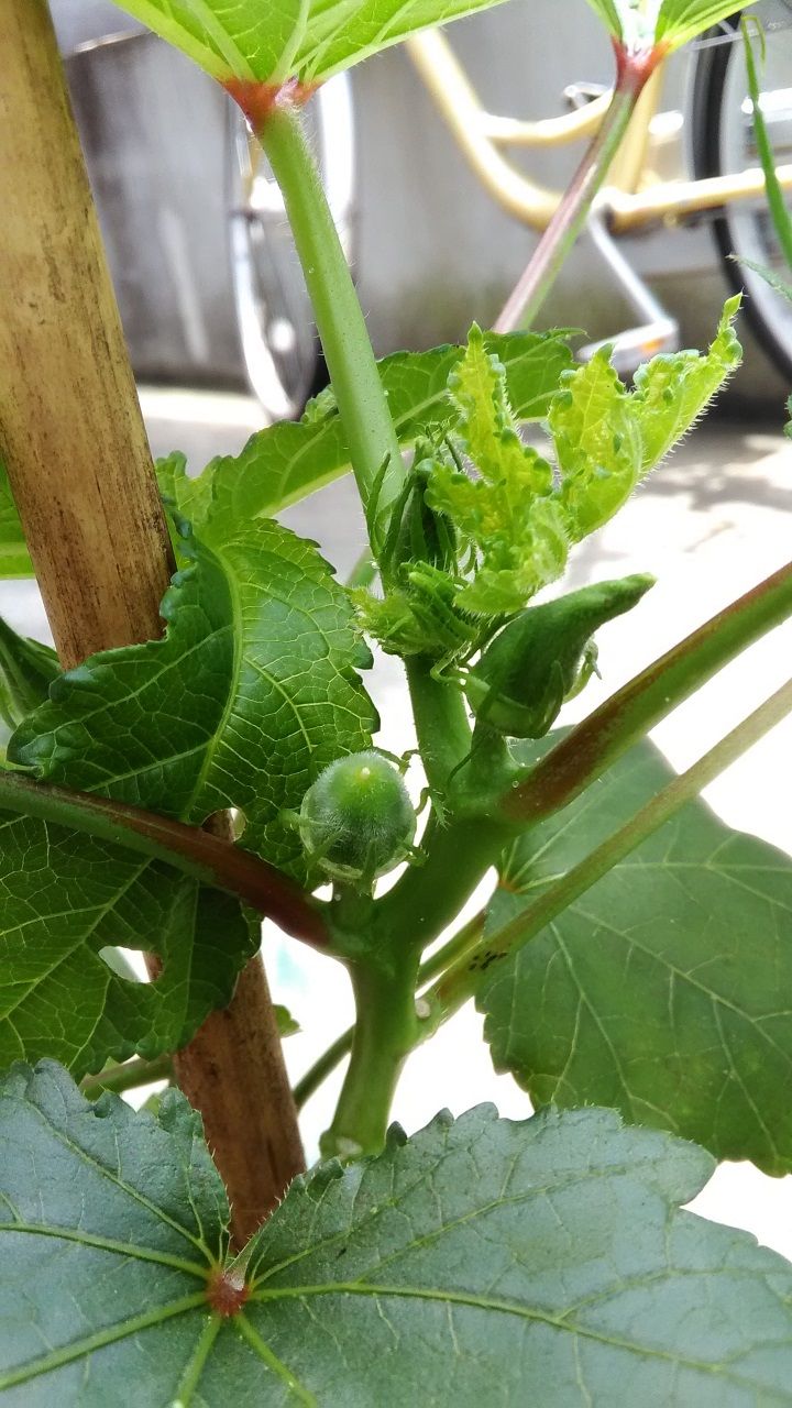 7月11日 オクラ