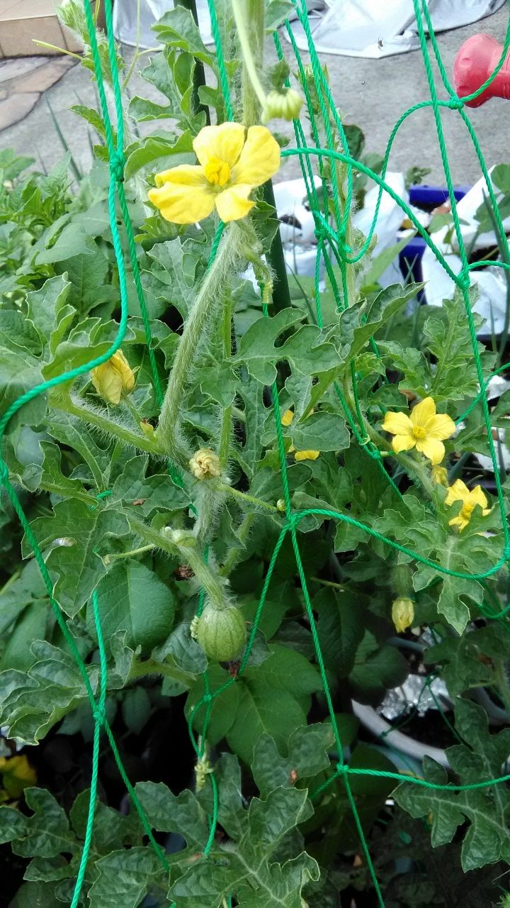 6月26日 スイカ