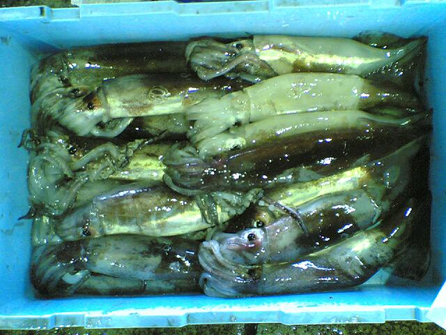 佐渡の味覚３５ ヤリイカ せいなご 佐渡広場