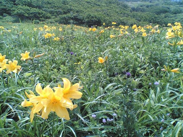 佐渡の生物２ 大野亀 カンゾウ 佐渡広場