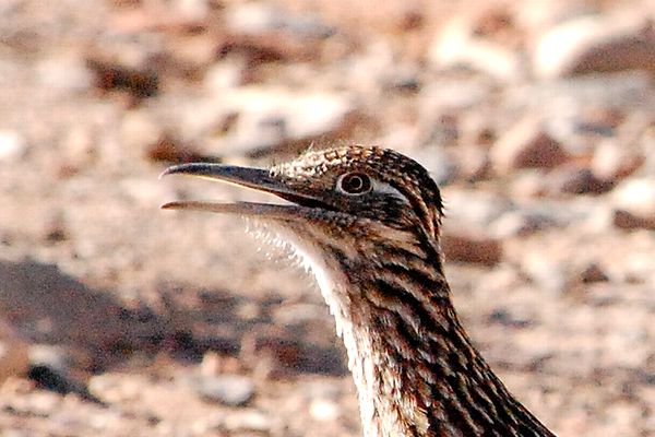 Greater Roadrunner オオミチバシリ カナダの窓