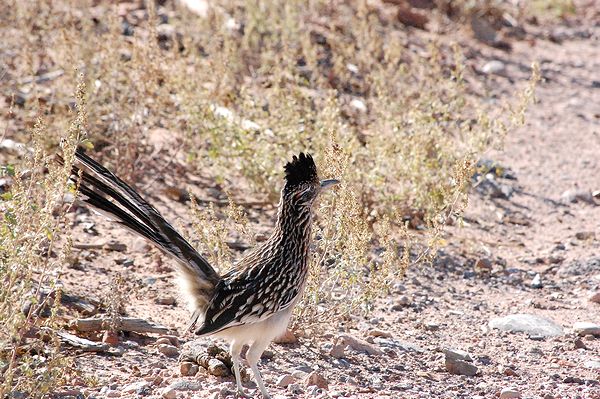 Greater Roadrunner オオミチバシリ カナダの窓