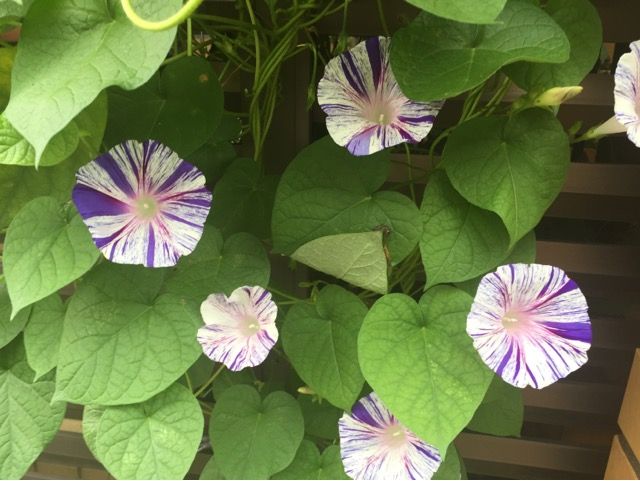 【N2点おまとめ】ぼかし朝顔・花薬玉ライムグリーン絞り 朝顔・大輪咲 混合| 種・苗・ガーデニング用品の【タキイネット