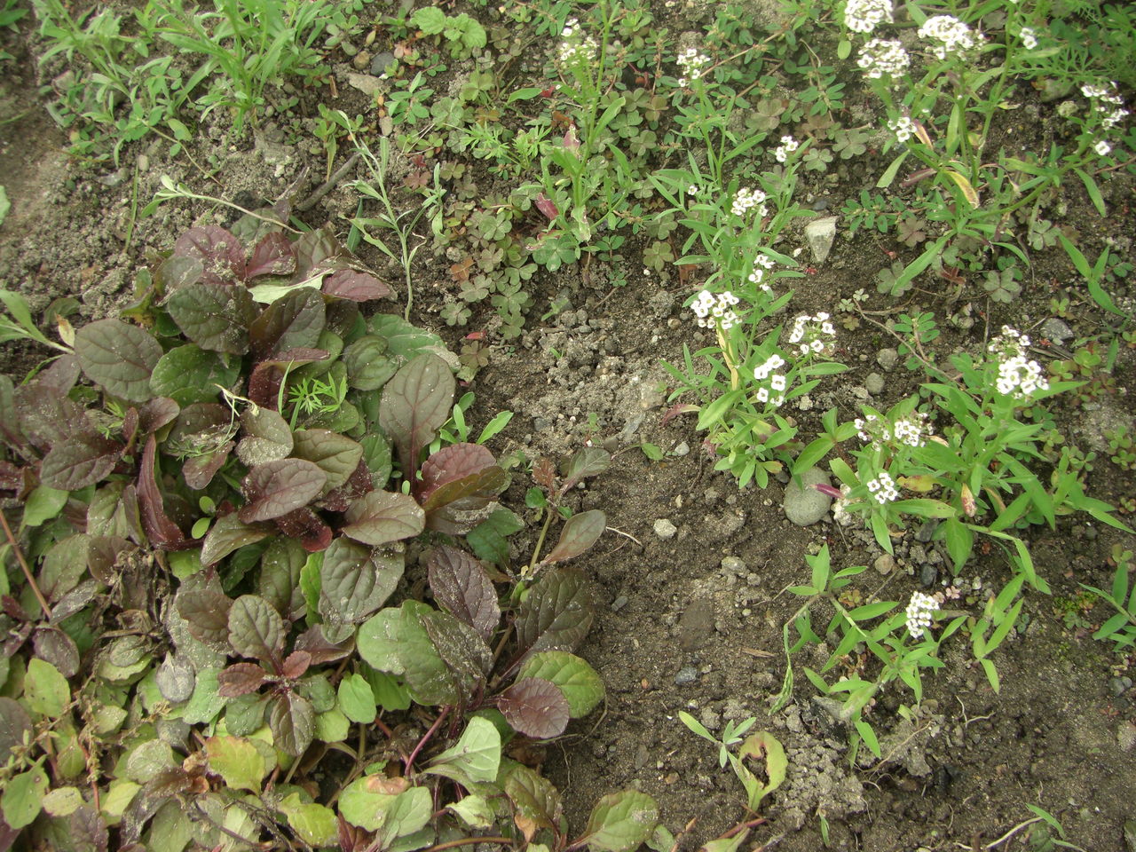 十二単衣でグランドカバー カモミールのじゅうたん