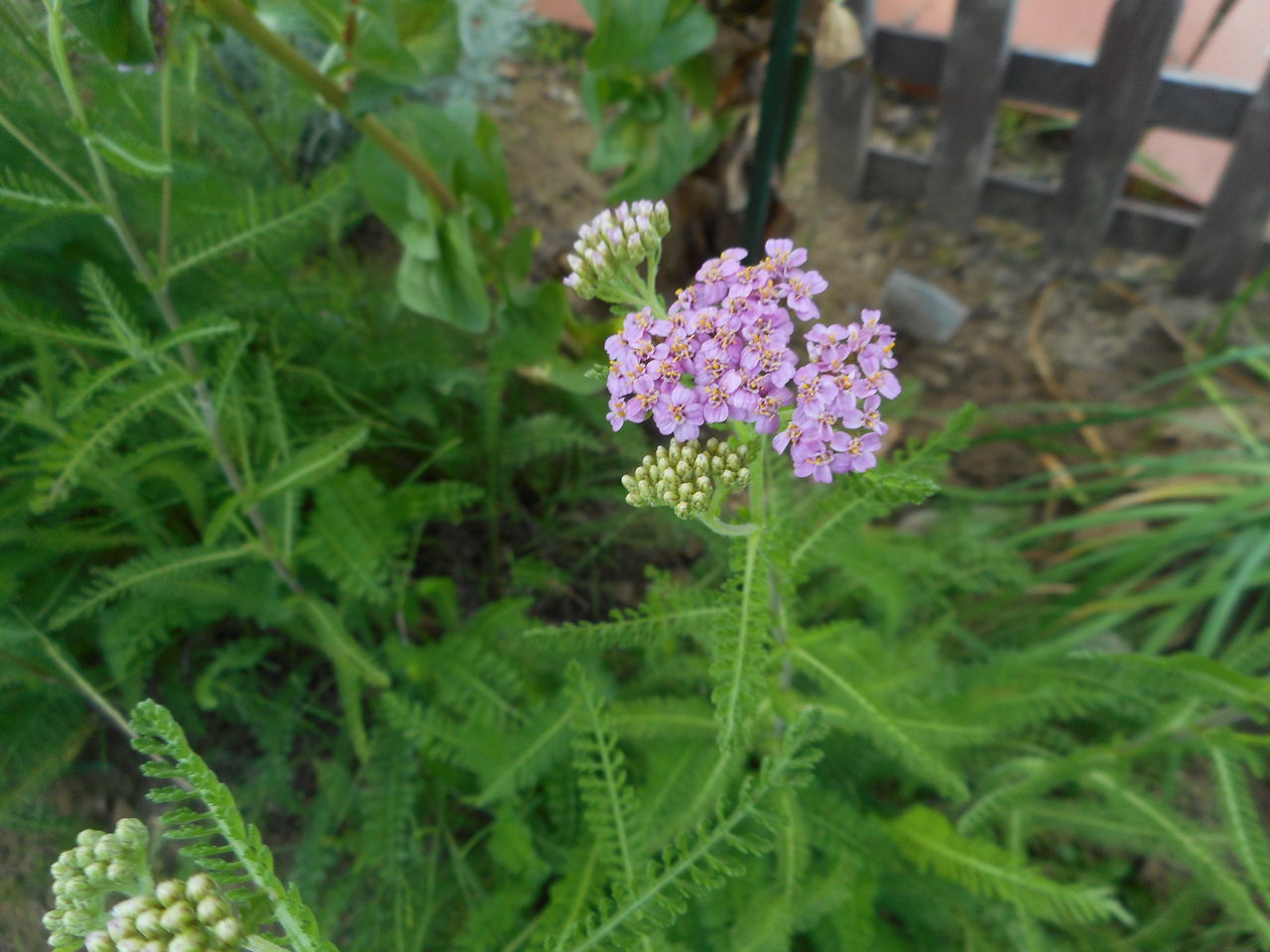 我が家の庭に咲き始めました ヤロウ ローマンカモミール ソープワート カモミールのじゅうたん
