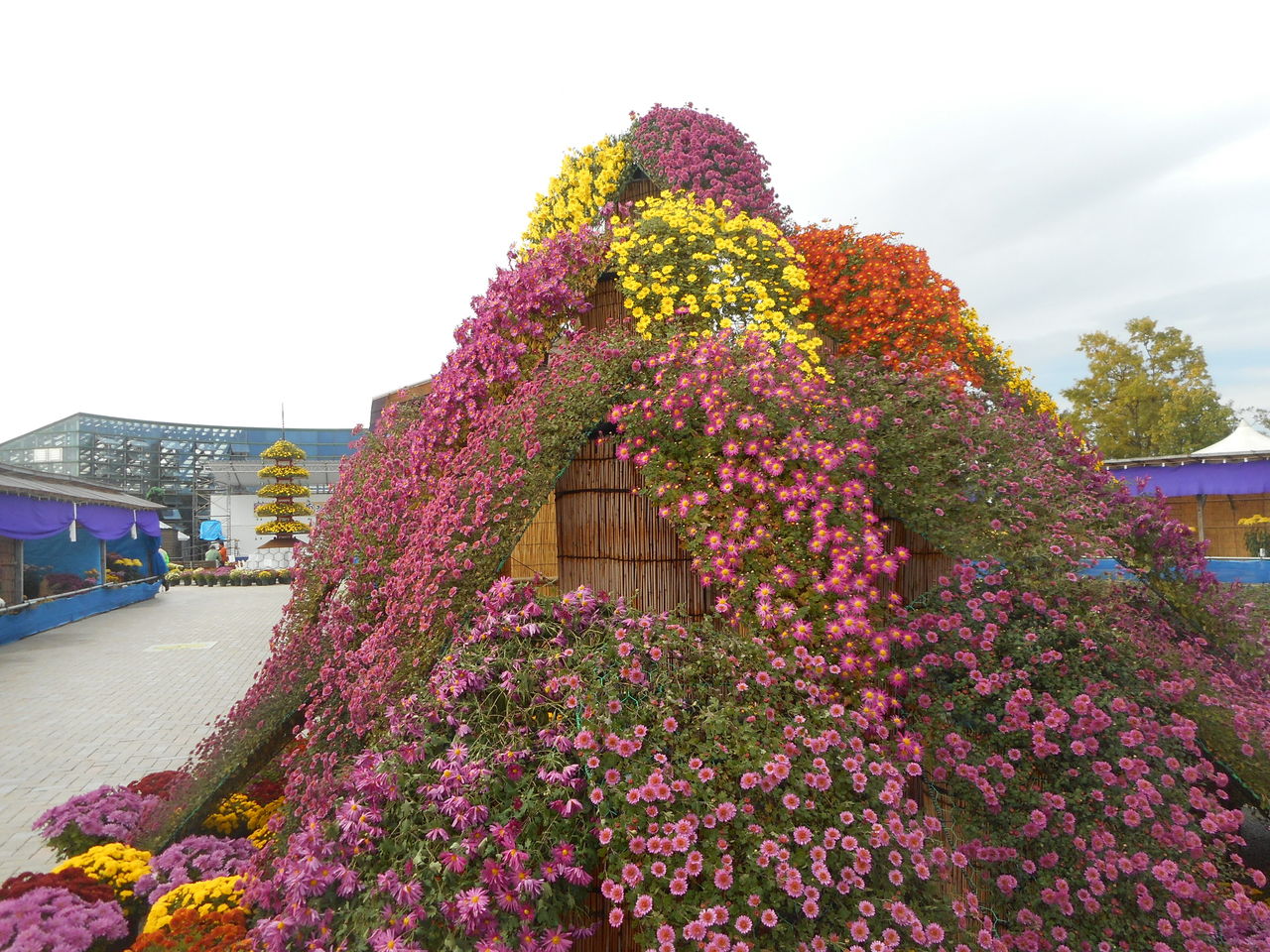 南砺菊まつりに行ってきました カモミールのじゅうたん