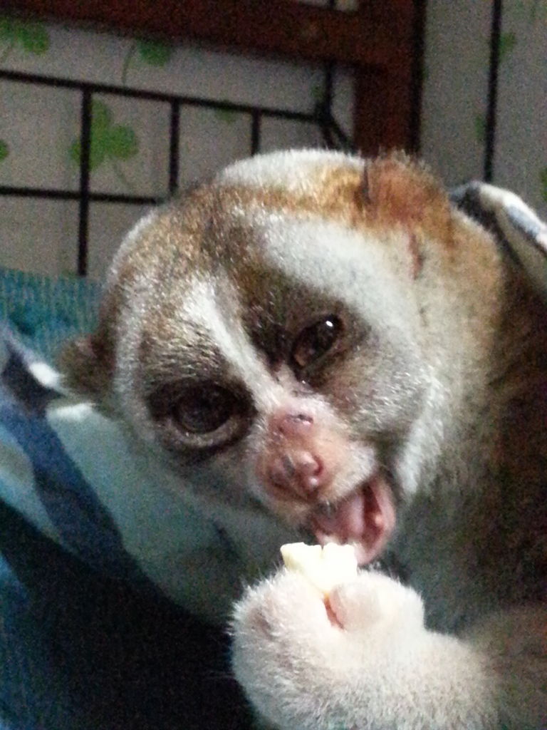 だいず と きなこ スローロリス だいず と きなこ スローロリス