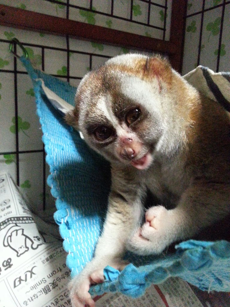 だいず と きなこ スローロリス だいず と きなこ スローロリス