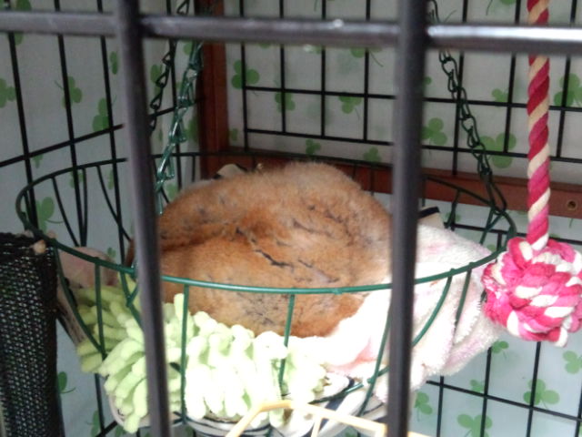 だいず と きなこ スローロリス
