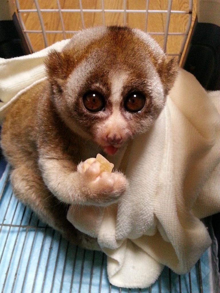 だいず と きなこ スローロリス だいず と きなこ スローロリス