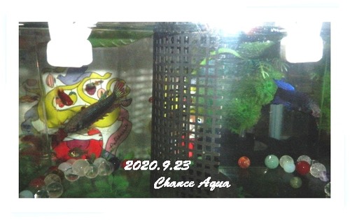 2020.9.23CA-Betta