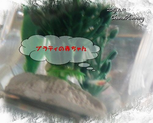2019.4.14Nt1