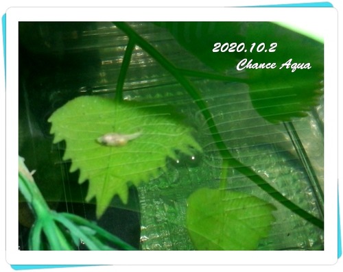 2020.10.2CA-beta4